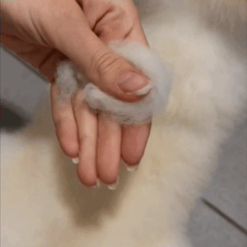 MachoDog™ - Loyal Paws